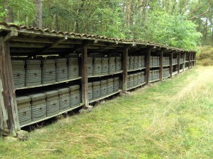 Kanitzkörbe mit Aufsatz zur Scheibenhoniggewinnung während der Heideblüte