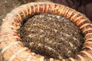 Combs not onlyl with heatherhoney but still overcrowded with bees, that indicates that the colonie in this skep will be able to survive next winter Skep with comb and heatherhoney