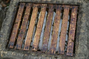 Heathercombhoney from skeps is the best. In modern hives, bees can produce heathercombhoney also. But wax of the combs in skeps is softer. Kanitzskep, heathercombhoney,combhoney, heatherhoney