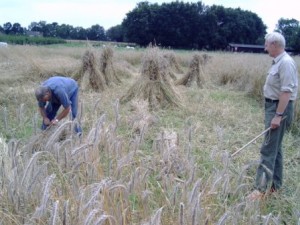In fact, we can make skeps from this straw, but it is better to use rye straw standing on poor soil and that has competation with grasses and herbs. This results in thinner stams and relatively more vessels, that makes the straw stronger and less vulnerable for rotting. Straw, skep, skep beekeeping