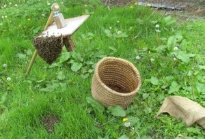Once a year when the swarming saison start, you have to spread some melted old brood comb over or on the oak bark on the swarmcatcher. Then you need to rub the swarmcatcher, every day before swarming starts with some grass, or citronal. One very hot days it is also practical to sob the swarmcatcher, so the swarm will find a cool place to rest Swarm,swarmcatcher,