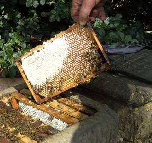 another colony in a skep that is doing well, beautiful white cappings above in the left site of the frame in my hand. The honey in the uncapped cells are not full and ripend enough to be closed with cappings. heather combhoney