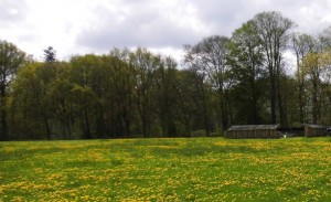 Zwermstand, bijenkorven, paardenbloem,zwermstemming, zwerm, bijenzwerm